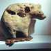 Una pietra calcarea che ricorda nella forma e nelle imperfezioni la fisionomia di un orso polare